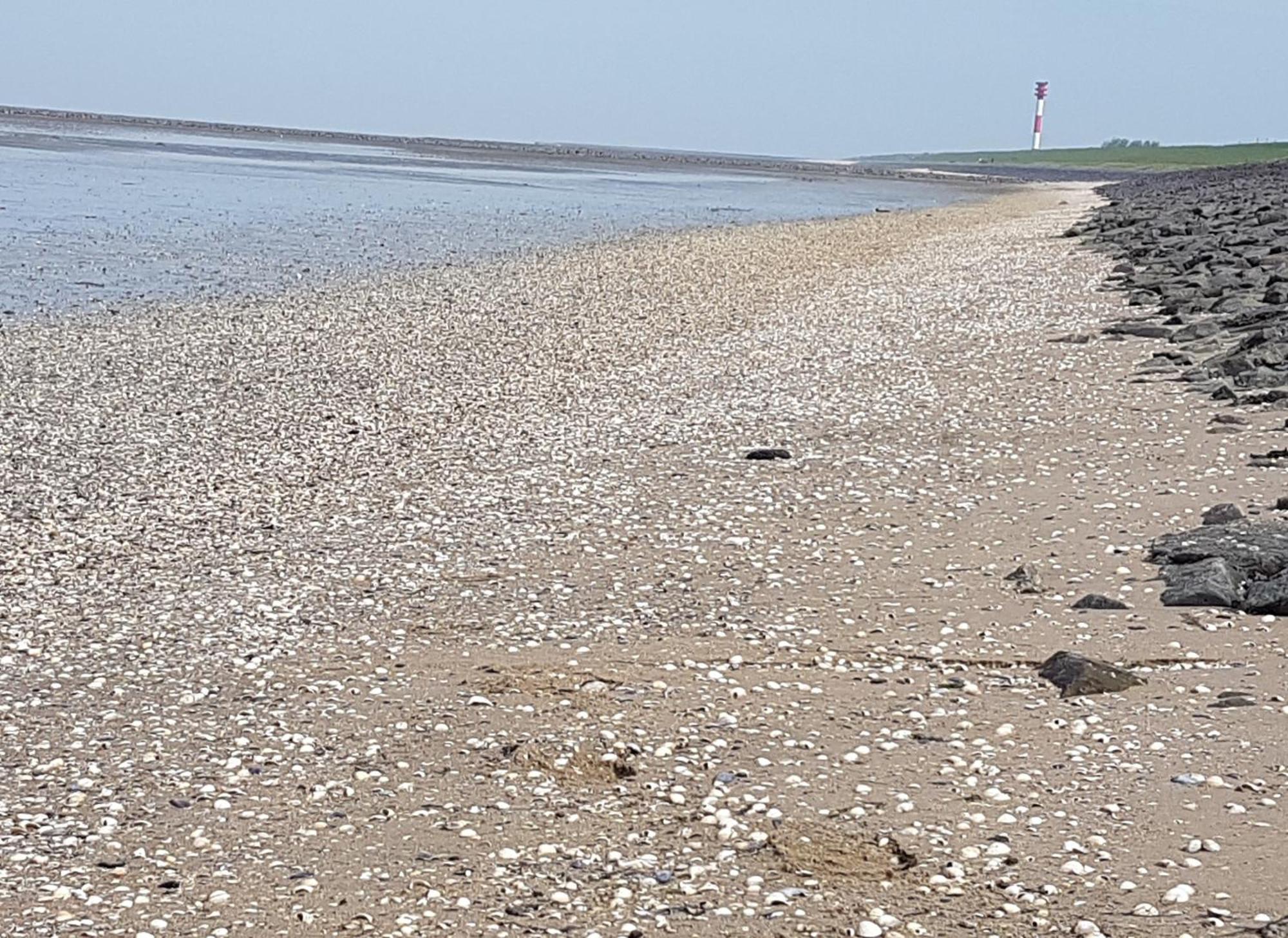 Haus Am Meer Eckwarden Butjadingen Esterno foto
