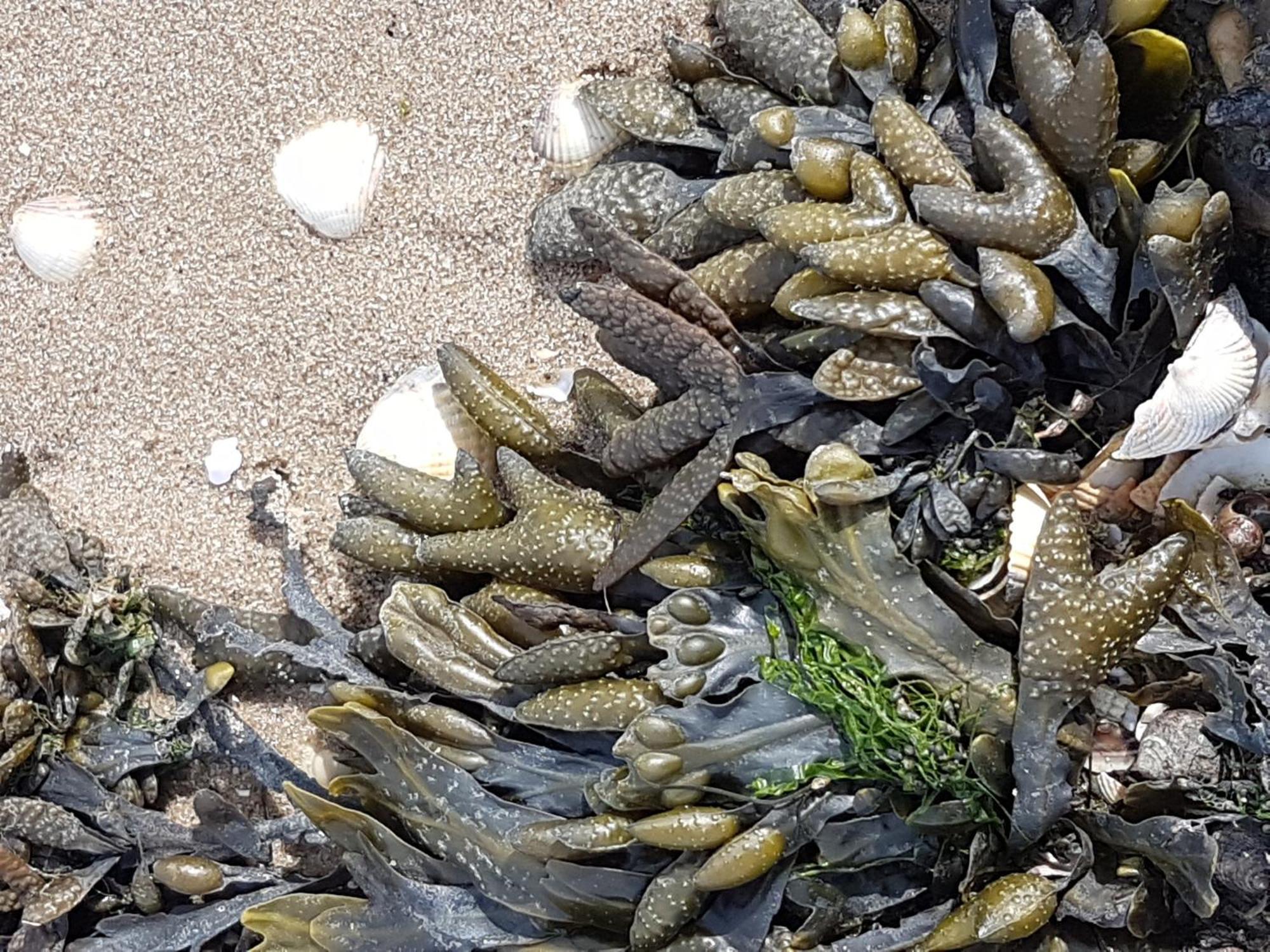 Haus Am Meer Eckwarden Butjadingen Esterno foto